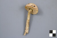 Leccinum holopus image